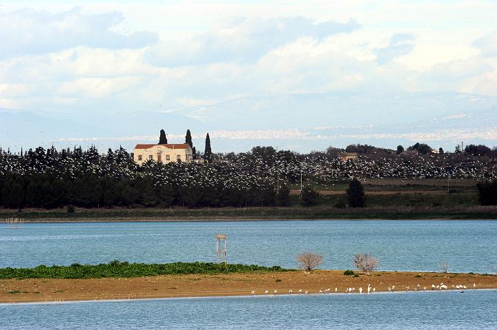 Biviere di Lentini 23.1.2011 (160).jpg